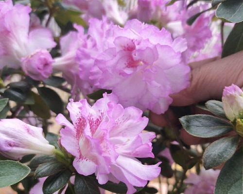 杜鹃花的古诗30首（杜鹃花的30首语句）