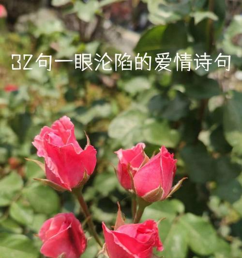 桃花的诗句唯美（关于桃花最出名的长句）