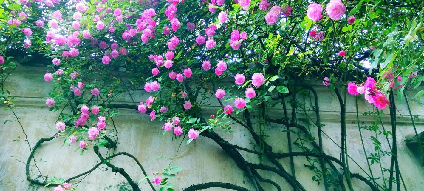 桃花的诗句唯美（关于桃花最出名的长句）