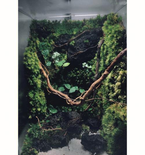 苔藓托物言志的作文（描写苔藓的满分）