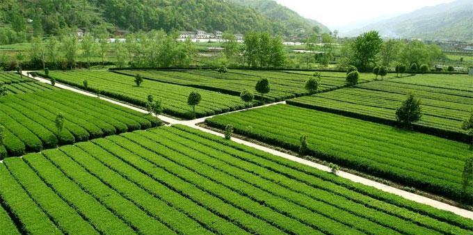 茶园的作文700字三年级（大田屏山茶园满分）