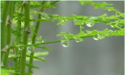 描写雨中的竹林的优美句子（描写竹林深处的唯美警句）