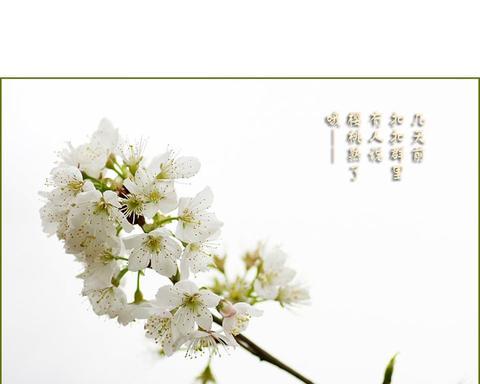 描写樱桃花的句子和段落（描写樱桃花的好词好句寄语）