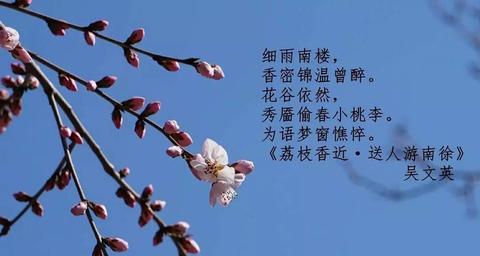 桃花怎么开放的句子（比喻桃花的书摘）