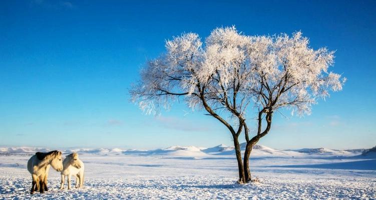 塞北小城作文（我爱塞北的雪优秀）