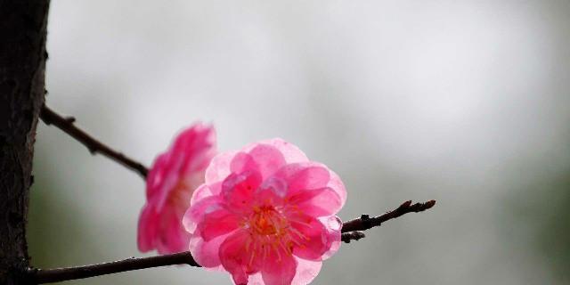 风铃花唯美句子简短（桃花妩媚，情动万千）