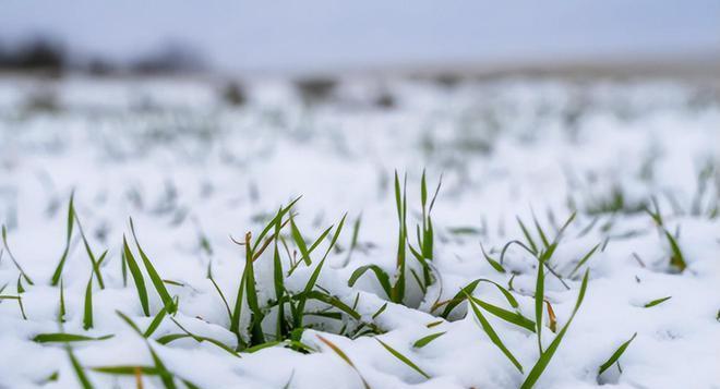 2021年大雪的说说（大雪妩媚——以2023适合摘抄的大雪优美句子）