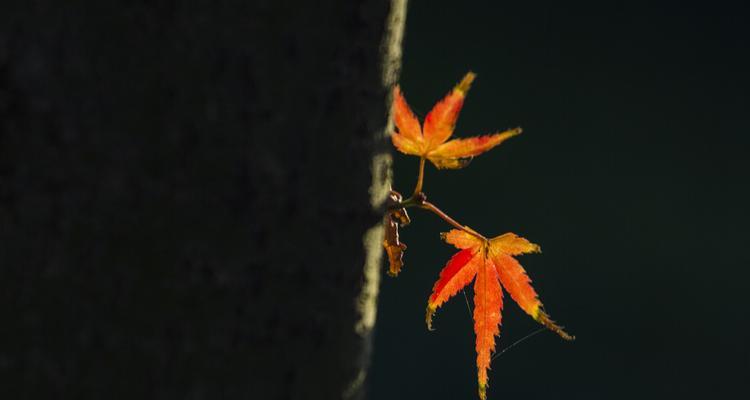 以枫叶为话题的作文题目（《枫叶》）