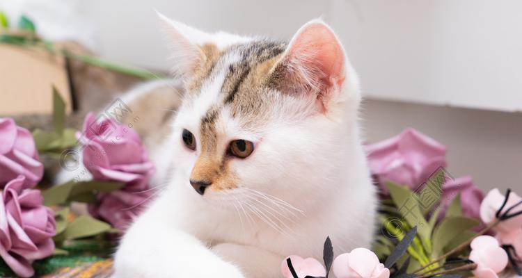 以小花猫为题目的作文（《小花猫的故事——关于爱与勇气》）