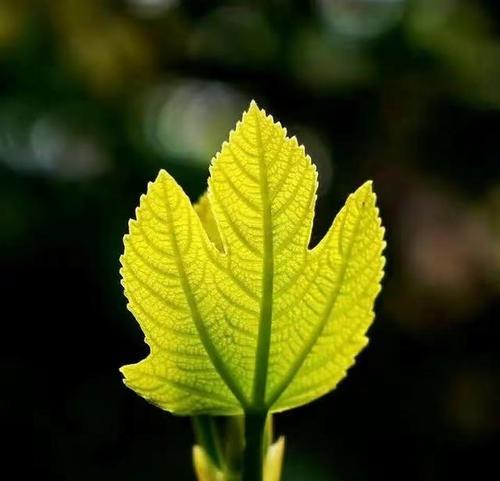 有关关于人生波折的句子的好句摘抄（三：人生中的收获不是成功，而是成长。在我们经历挫折和困难的时候，我们会变得更加成熟和智慧。）