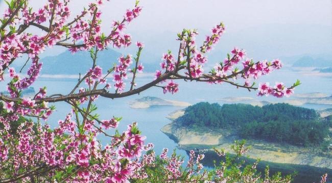 一句美景经典句子短句（花海、雪山、湖泊、森林、沙漠、夜空）