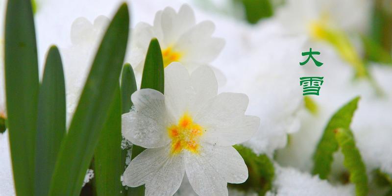 有关关于大雪节气经典谚语的句子（《大雪来临》）