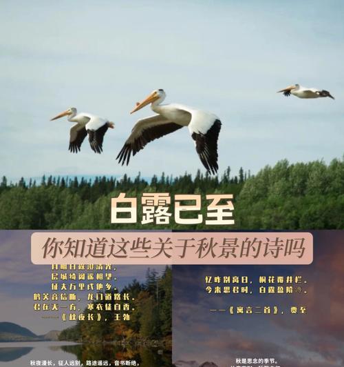 有关关于白露的诗句的短句子（赏秋之旅）
