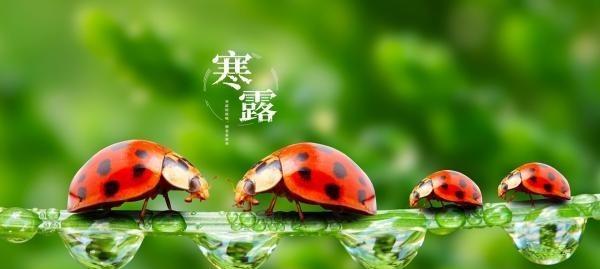 描写寒露时节景色诗句的（寒露落尽，秋风起舞）