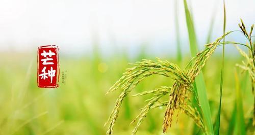 有关芒种诗词语句选集的短句摘抄（芒种诗词语句选集——盛夏美景）
