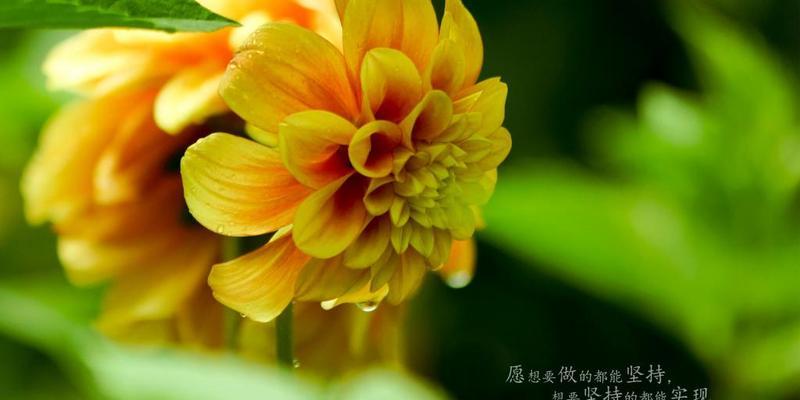 九月你好的大全:唯美你值得拥有（《九月你好》——用唯美的短句启迪人生）