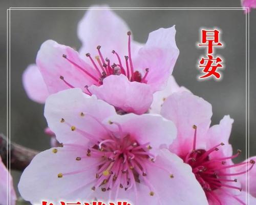 有关经典短句早安问候句子的好句子有哪些（唯美短句早安问候句子）