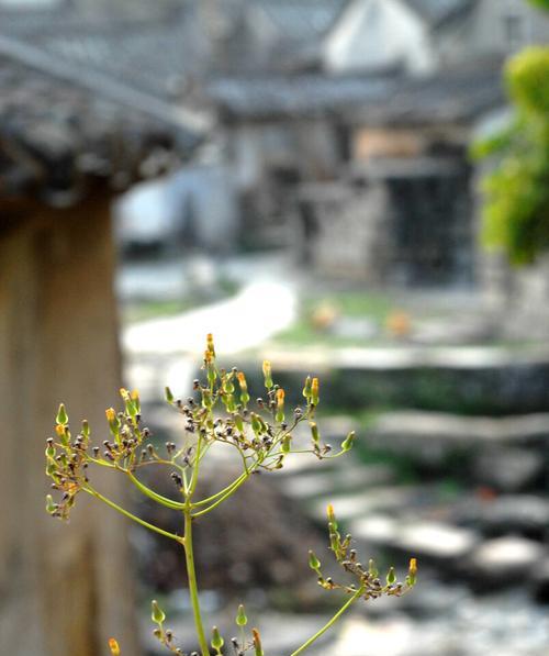 思念故乡小作文（《思念故乡的那场雨》）