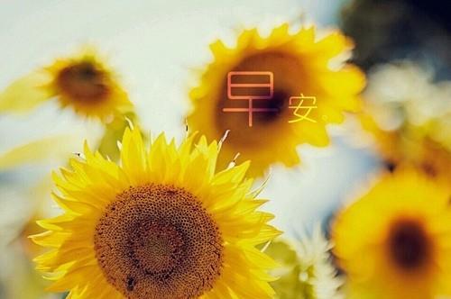 有内涵的早安文案（每日早安，喜迎新的一天）