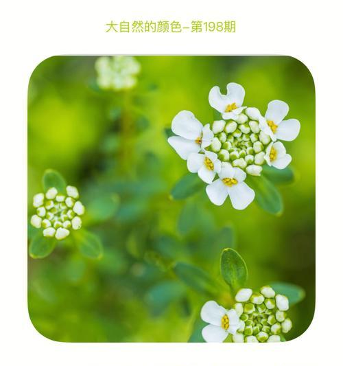 以大自然的颜色为主题（《大自然的七彩绘画》）
