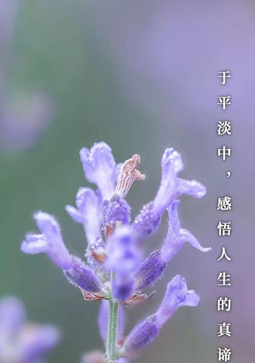 南方初雪文案（北方初雪：唤醒心灵的美丽）