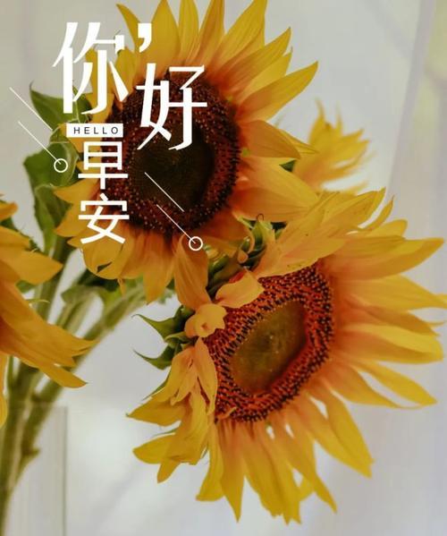女人正能量励志早安说说（女人正能量早安心语-唤醒美好生活）
