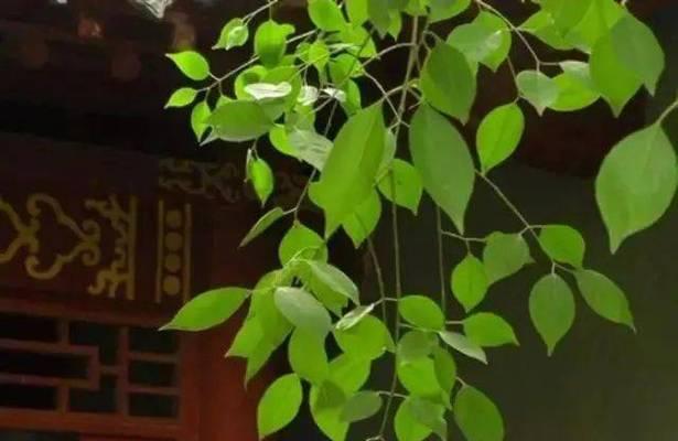 520金句说说（寻找浪漫与爱情的真谛）