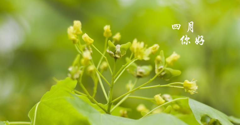 4月你好唯美句子（四月你好走心好句）