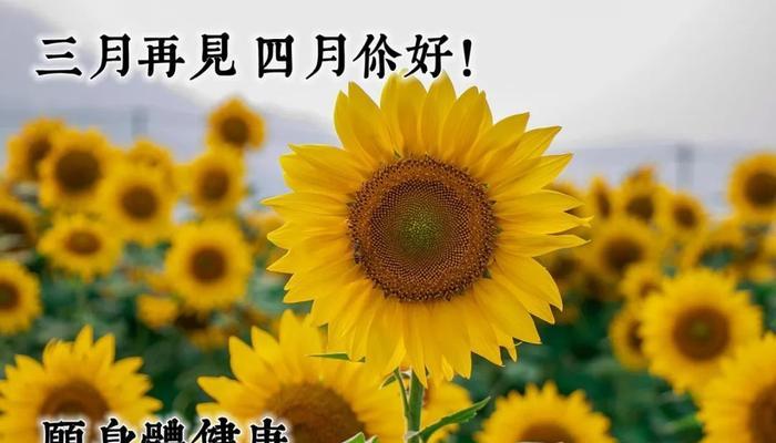 4月你好唯美句子（四月你好走心好句）