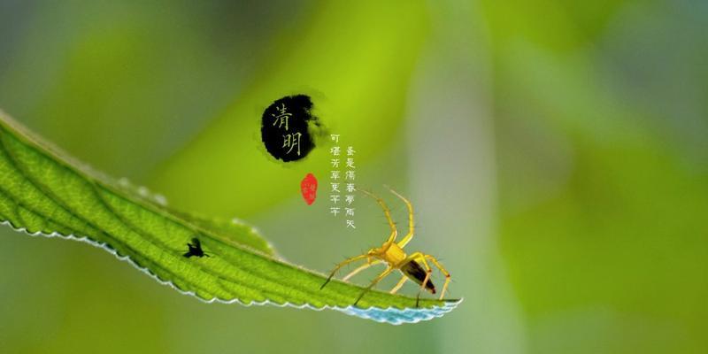 有关四月四号清明节祝福语的好句摘抄（传递温暖和敬意，表达思念情怀）