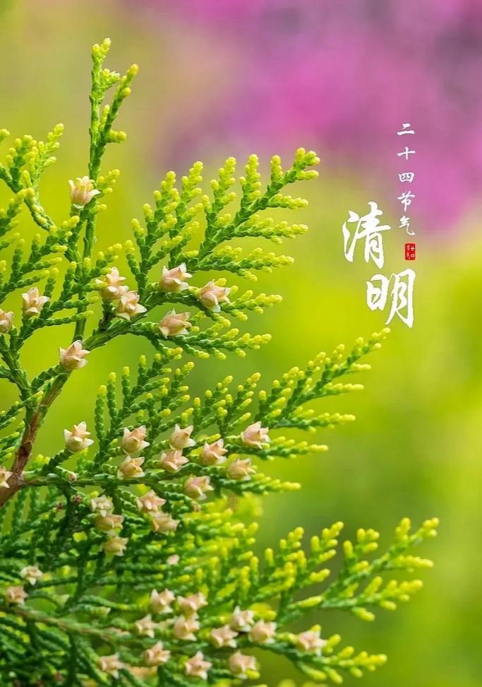有关四月四号清明节祝福语的好句摘抄（传递温暖和敬意，表达思念情怀）