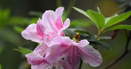 关于描写春天百花盛开的诗句（赏花之旅）