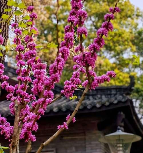 关于描写春天百花盛开的诗句（赏花之旅）