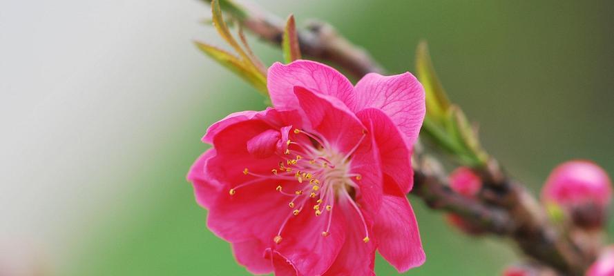 有关桃花唯美诗句唯美的短句子（《桃花映红》）