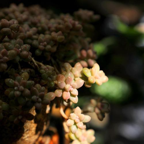 形容多肉植物漂亮的句子（多肉植物的唯美之美）