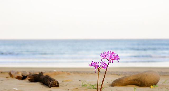 有关海的唯美诗句优美的短句有哪些（海洋之美）