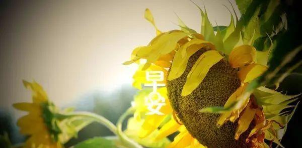 一天一句心情早安祝福语（未来的每一天，都会有早安的问候）