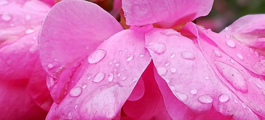 雨露滋润我成长600字作文（《雨露滋润着我——一个平凡人的故事》）