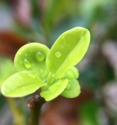 雨露滋润我成长600字作文（《雨露滋润着我——一个平凡人的故事》）