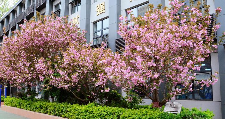 以美丽的杏园为话题的作文600字（《美丽的杏园》）