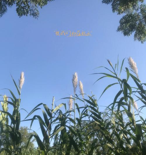 以秋日里的暖阳为话题的作文600字（《一个人的秋日散步》）