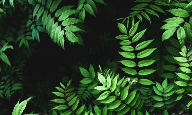 植树节说说的说说（我与大自然的约定——植树节心情随笔）