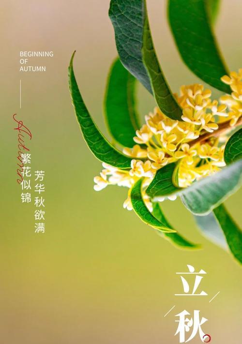 有关立秋励志早安语录的短句子（点燃心中的激情，勇敢追逐自己的梦想）