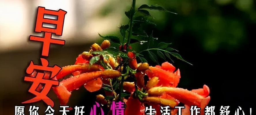 有关快乐与幸福好句子的好句有哪些（快乐与幸福：唯美的生命之花）