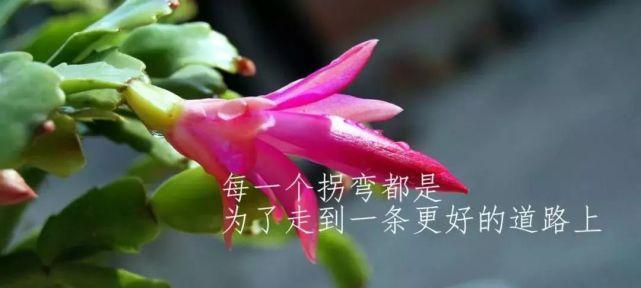 有关经典朋友圈里的句子的句子简短（唯美短句展现生活美好）