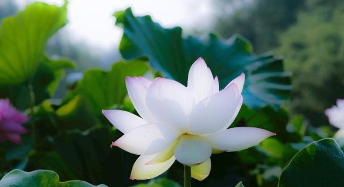 今日霜降发朋友圈的诗句（秋意渐浓，唯美短句共赏）