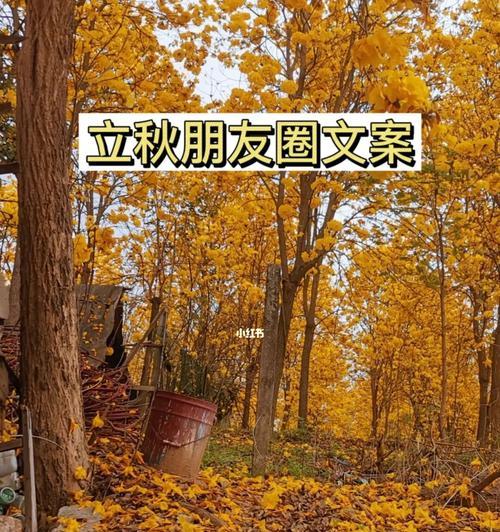 今日立秋朋友圈文案大全（《立秋的美丽时光》）