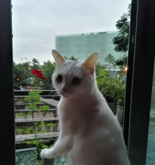 有关我家的小猫的作文三年级（《从小猫到大猫，我的快乐与感动》）