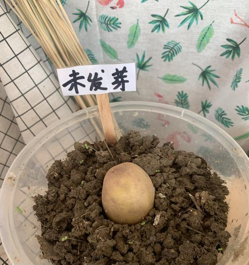 关于在什么中成长的作文（《平凡的成长》）