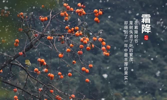 关于霜降的句子和诗句（《霜降》——秋意渐浓，大地沉寂）